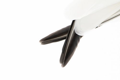 Staart van de drieteenmeeuw