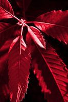 Feuillage rouge cerise
