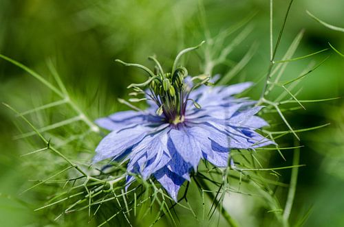 Nigella