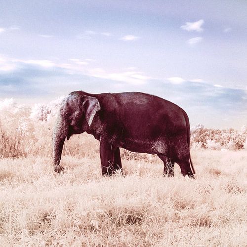 Éléphant sur Qasar