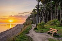 Nienhagen Ghost Forest