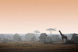 GOEDEMORGEN KENIA by Thomas Herzog