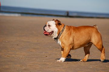 Hond op het strand van Nel Wierenga