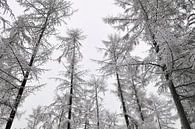 Besneeuwde bomen van Sjoerd van der Wal Fotografie thumbnail