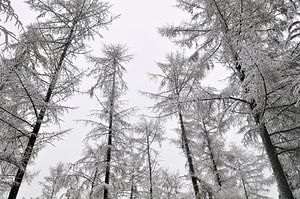 Besneeuwde bomen van Sjoerd van der Wal Fotografie