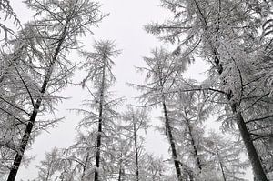 Schneebedeckte Bäume