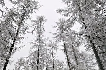 Snow-covered trees by Sjoerd van der Wal
