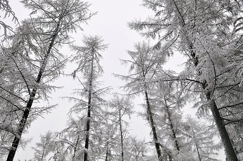 Besneeuwde bomen