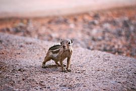 the chipmunk by Meleah Fotografie