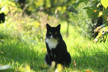 Kat in het park.