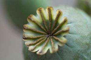 Nahaufnahme einer Samenzwiebel des Mohns