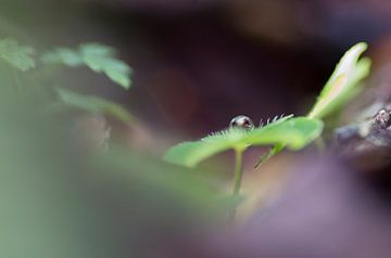 Hidden drop von KSB Photography