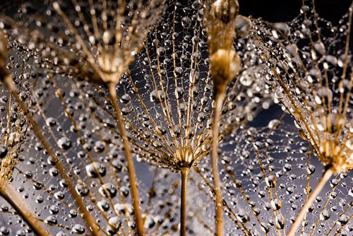 Bekijk het eens vanaf de andere kant: De gedragen druppeltjes!