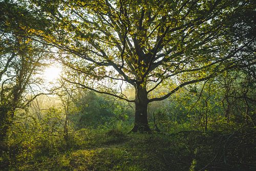 Tree in spring