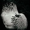 Sleep tight chicken by Saskia Schotanus