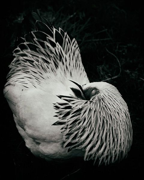 Dors bien, poulet par Saskia Schotanus