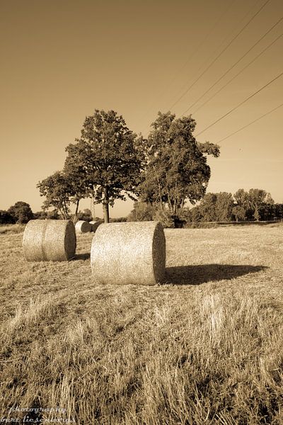 in de weide van Bart Liesenborgs