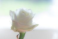 Weiße Rose von hetty'sfotografie Miniaturansicht