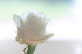 White Rose by hetty'sfotografie