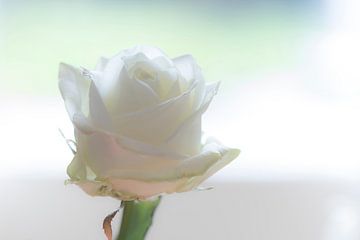 Weiße Rose von hetty'sfotografie