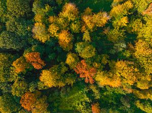 Herbstwald mit bunten Blättern von oben gesehen