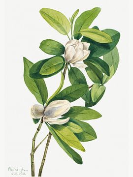 Mary Vaux Walcott - Swamp Magnolia