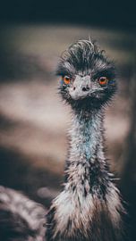 Emu by Bjorn Brekelmans