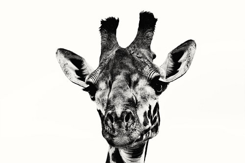 Black and white giraffe