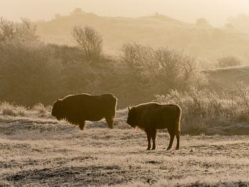 Wisenten in de ochtendmist