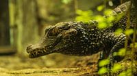Crocodile 2