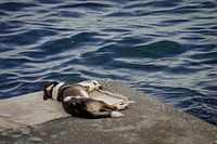 Chien paresseux au bord de la mer