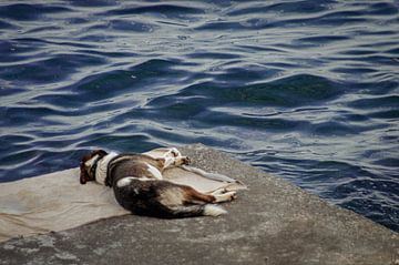 Fauler Hund am Meer von Annemarie Bruil