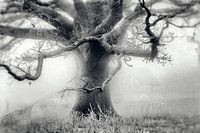 Baum im Nebel auf einer Wiese