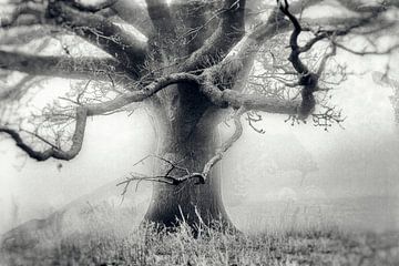 Baum im Nebel auf einer Wiese von Frank Grässel