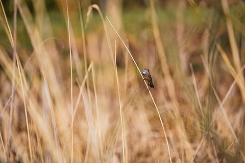 Blaukehlchen