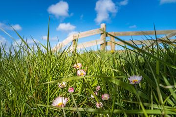 Foto genomen vanuit het gras met hek op de achtergrond by Natascha Teubl