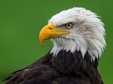 Portrait of an American white-tailed eagle by OCEANVOLTA
