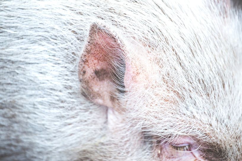 Schweineohr von Janiek van Dijk