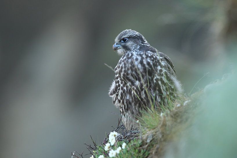 young Gerfalcon (Falco rusticolus) Iceland by Frank Fichtmüller