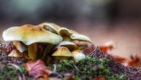 De schoonheid van de herfst.
