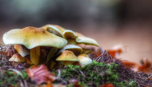 De schoonheid van de herfst.