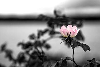 Aan het water... - By the water...