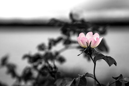 Aan het water... - By the water...