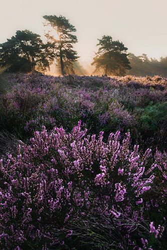 The purple heather by Friso van Wassenaer