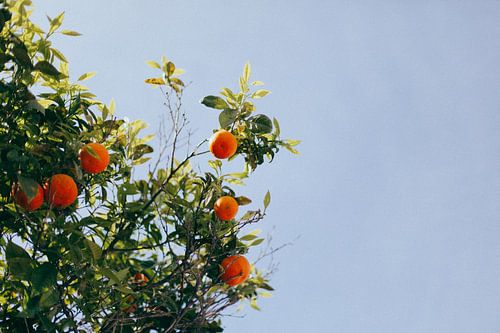 Orange tree, Valencia (Spain)