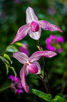 Lady’s Slipper Orchids in Delicate Harmony