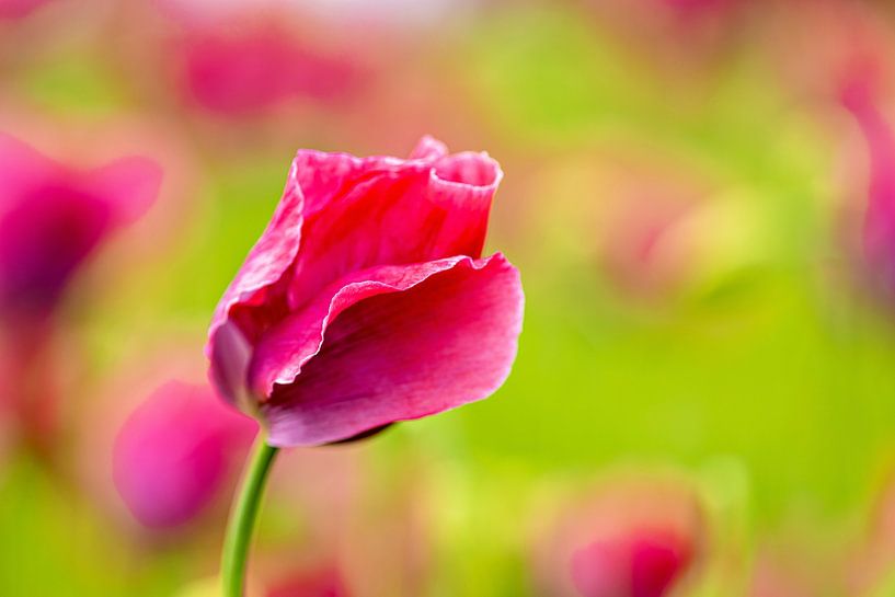 Die Mohnblüte von Roland Brack