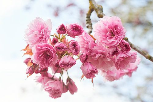 Voorjaars kersen bloesem 6904006305 fotograaf Fred Roest