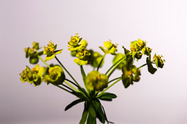 Wolfsmilchblüten von Andreas Paul