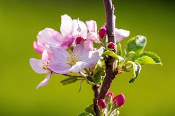 Zweig mit Blüten eines Apfelbaums von Mario Plechaty Photography